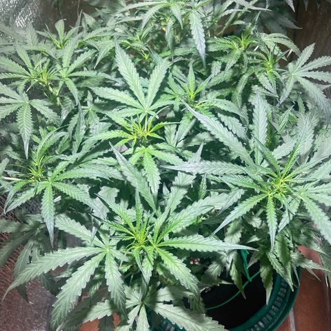 Fat monkey auto growlog timeline photo