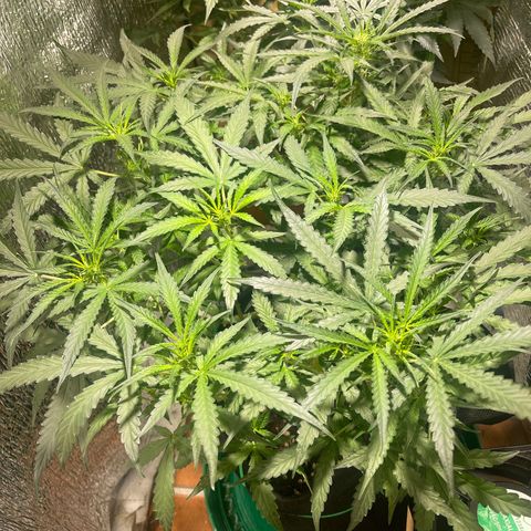 Fat monkey auto growlog timeline photo