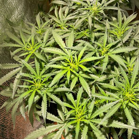Fat monkey auto growlog timeline photo