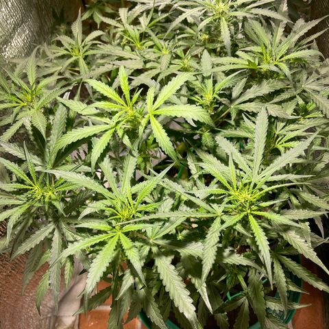 Fat monkey auto growlog timeline photo