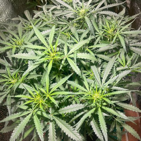 Fat monkey auto growlog timeline photo