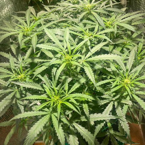 Fat monkey auto growlog timeline photo