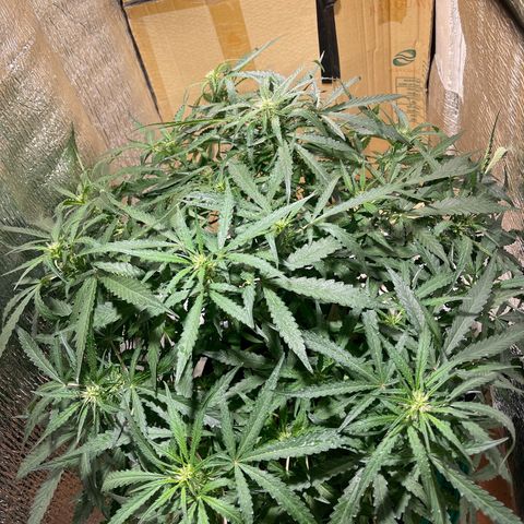 Fat monkey auto growlog timeline photo