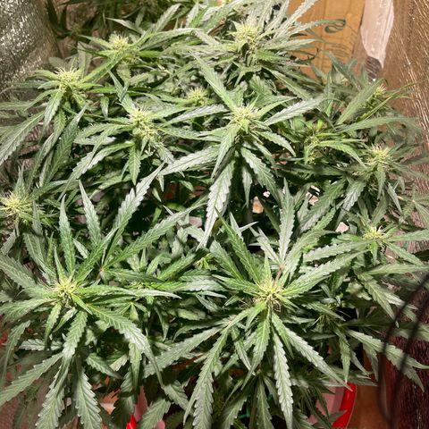 Fat monkey auto growlog timeline photo