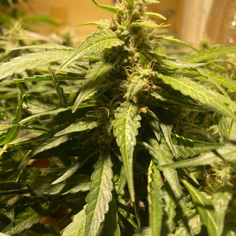 Fat monkey auto growlog timeline photo