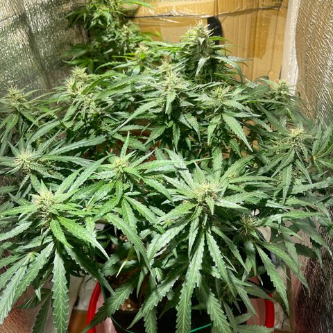 Fat monkey auto growlog timeline photo