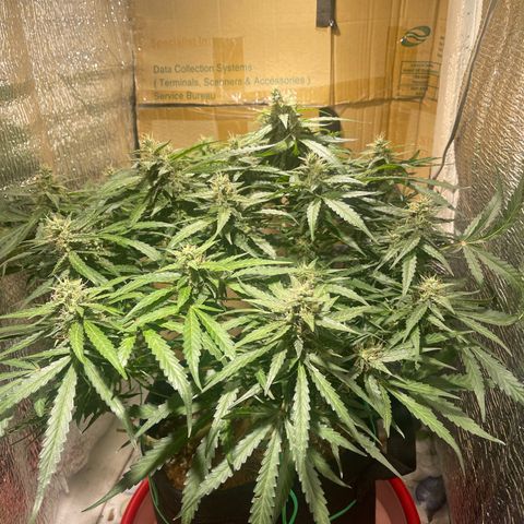 Fat monkey auto growlog timeline photo