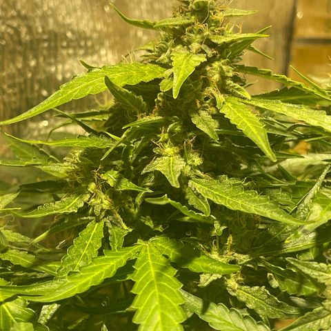 Fat monkey auto growlog timeline photo