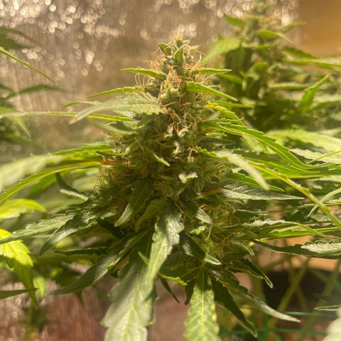 Fat monkey auto growlog timeline photo