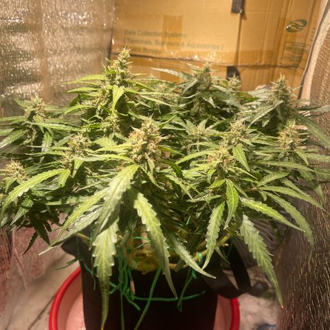 Fat monkey auto growlog timeline photo