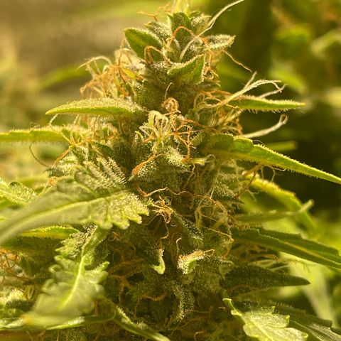 Fat monkey auto growlog timeline photo