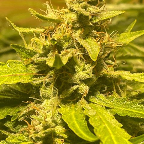 Fat monkey auto growlog timeline photo