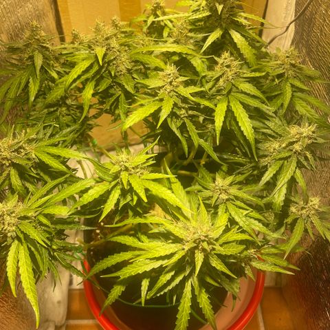 Fat monkey auto growlog timeline photo