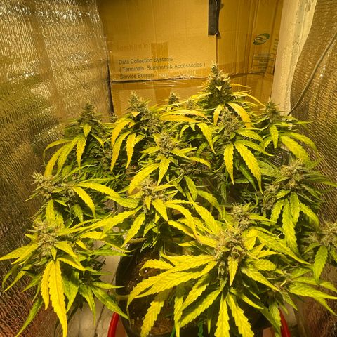 Fat monkey auto growlog timeline photo