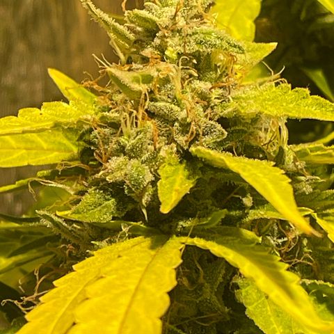 Fat monkey auto growlog timeline photo