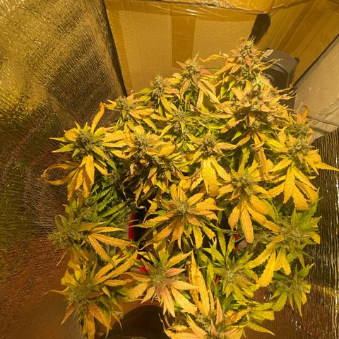 Fat monkey auto growlog timeline photo