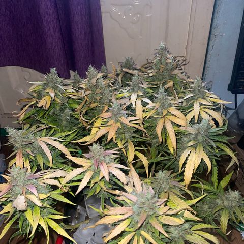 Fat monkey auto growlog timeline photo