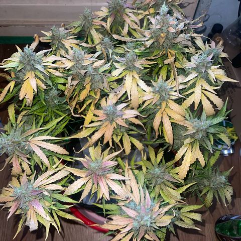 Fat monkey auto growlog timeline photo