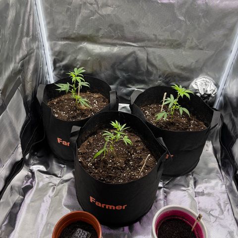 GSC von Happy Hemp  growlog timeline photo