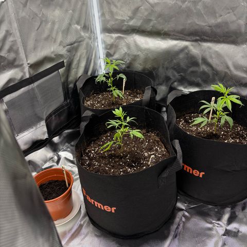 GSC von Happy Hemp  growlog timeline photo