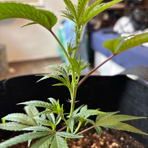 GSC von Happy Hemp  growlog timeline photo