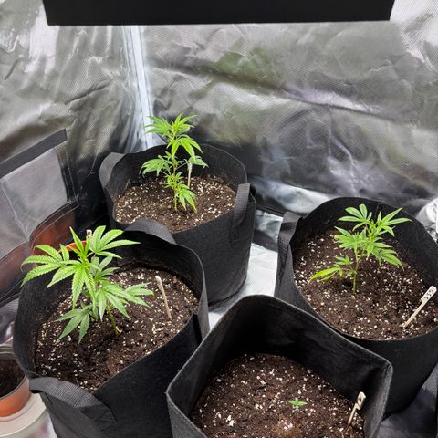 GSC von Happy Hemp  growlog timeline photo