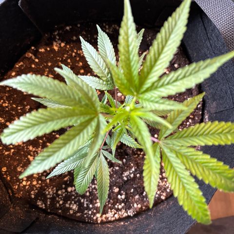 GSC von Happy Hemp  growlog timeline photo