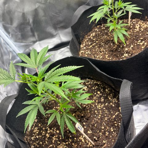 GSC von Happy Hemp  growlog timeline photo