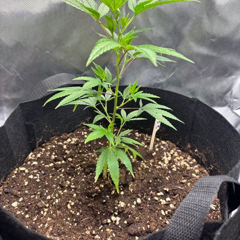 GSC von Happy Hemp  growlog timeline photo