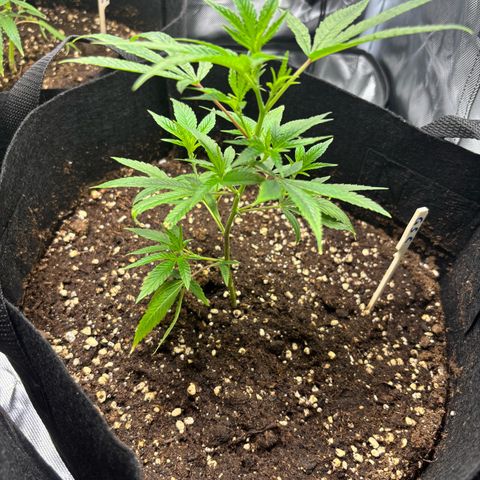GSC von Happy Hemp  growlog timeline photo