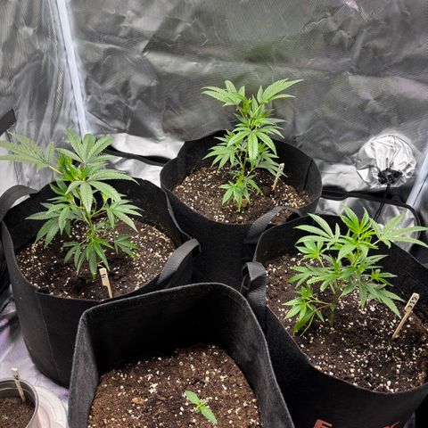 GSC von Happy Hemp  growlog timeline photo