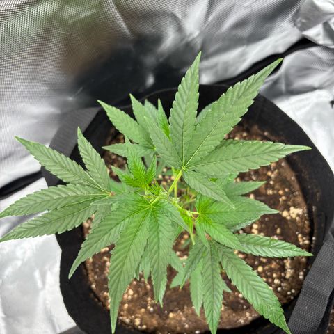 GSC von Happy Hemp  growlog timeline photo