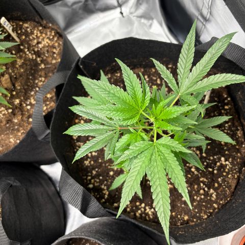 GSC von Happy Hemp  growlog timeline photo
