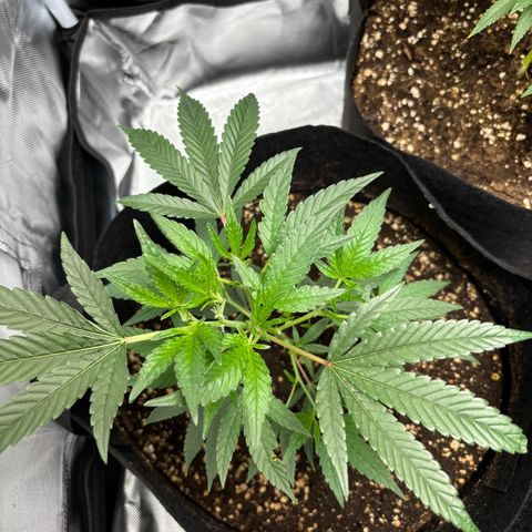 GSC von Happy Hemp  growlog timeline photo