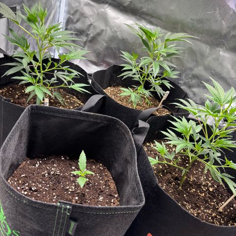GSC von Happy Hemp  growlog timeline photo