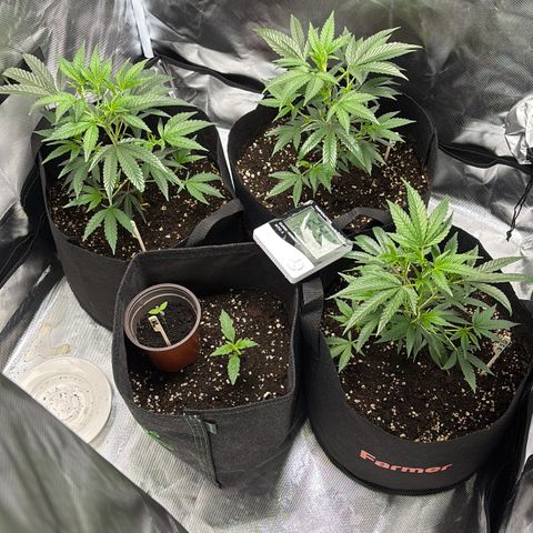 GSC von Happy Hemp  growlog timeline photo