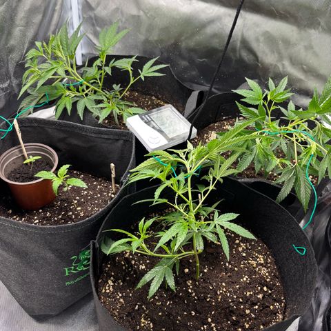 GSC von Happy Hemp  growlog timeline photo