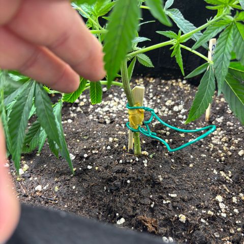 GSC von Happy Hemp  growlog timeline photo