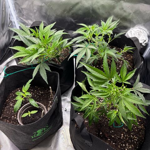 GSC von Happy Hemp  growlog timeline photo