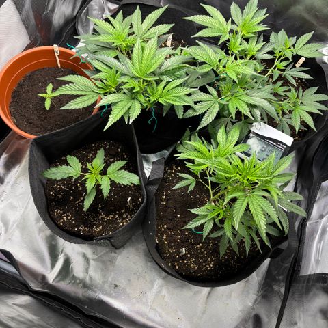 GSC von Happy Hemp  growlog timeline photo