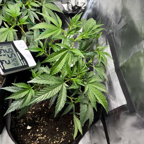 GSC von Happy Hemp  growlog timeline photo