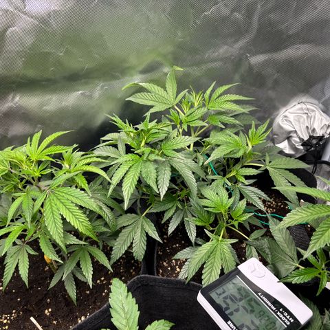GSC von Happy Hemp  growlog timeline photo