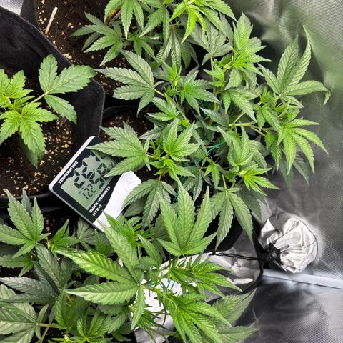 GSC von Happy Hemp  growlog timeline photo