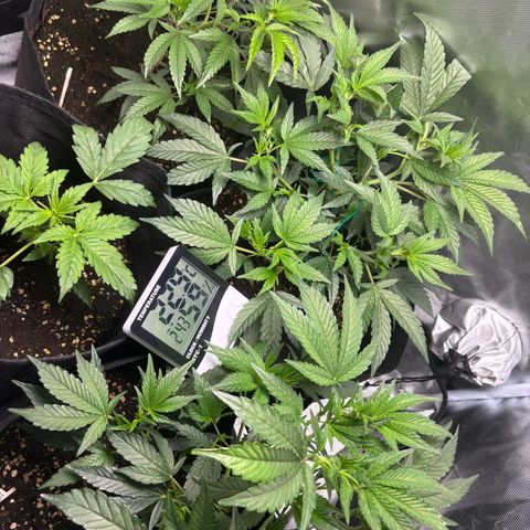 GSC von Happy Hemp  growlog timeline photo