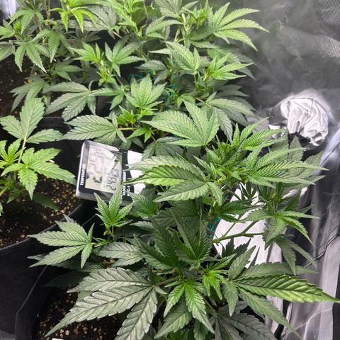 GSC von Happy Hemp  growlog timeline photo