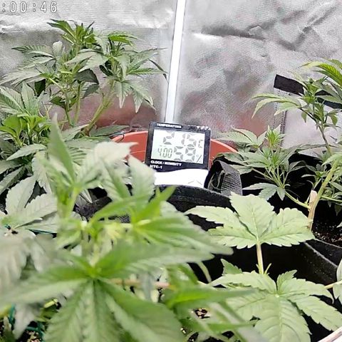 GSC von Happy Hemp  growlog timeline photo