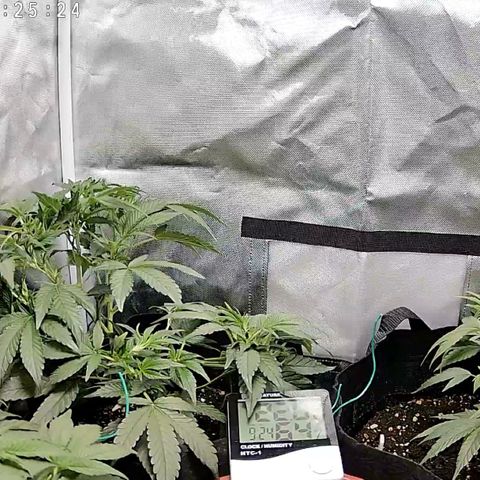 GSC von Happy Hemp  growlog timeline photo