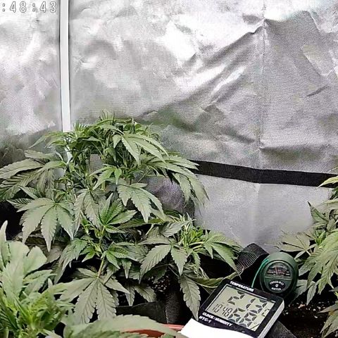 GSC von Happy Hemp  growlog timeline photo