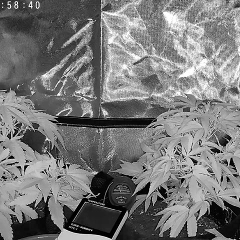 GSC von Happy Hemp  growlog timeline photo