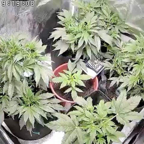 GSC von Happy Hemp  growlog timeline photo